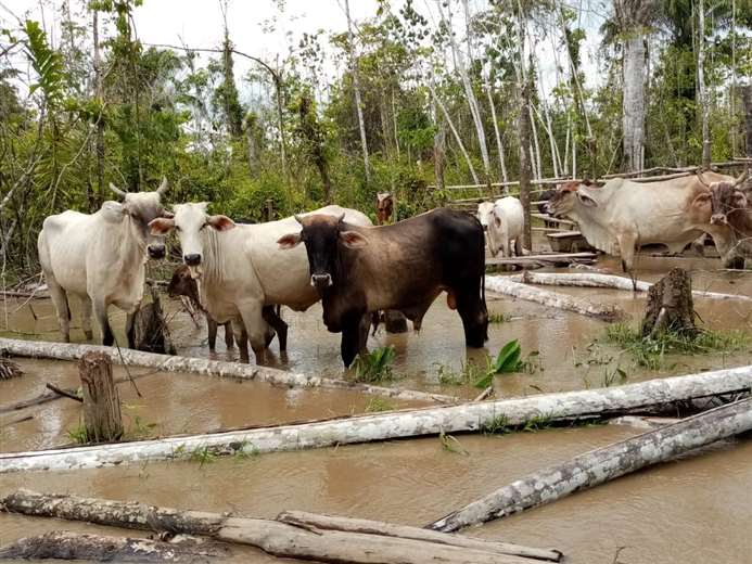 El ganado camina en medio del agua