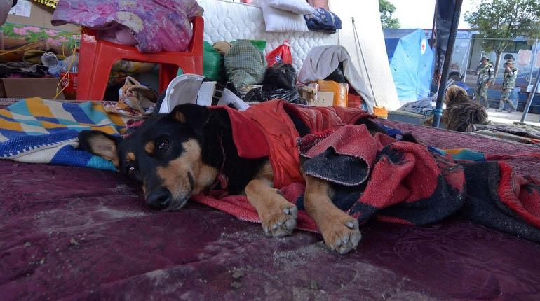 Un perro rescatado en Tiquipaya. | Gobernación de Cochabamba