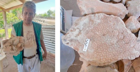 Charagua: ratifican hallazgo de fósiles de perezosos gigantes