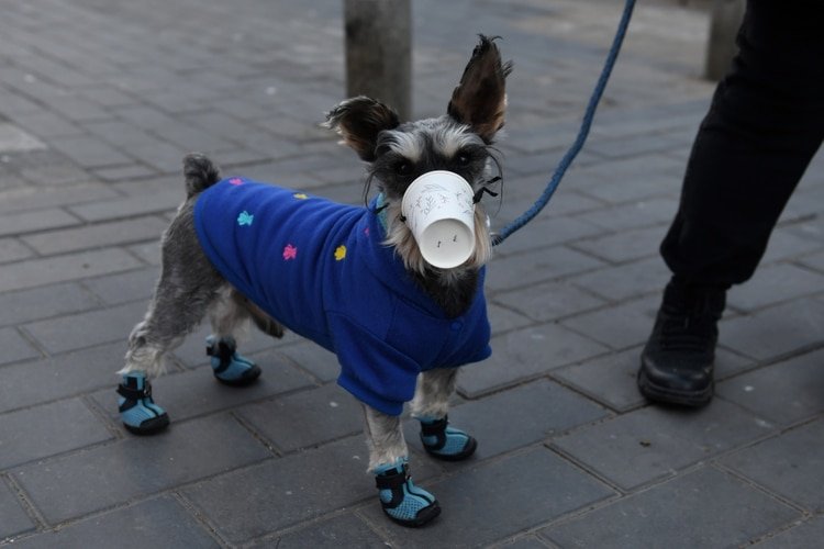 Un perro lleva un vaso de papel sobre su boca en una calle en Beijing el 4 de febrero de 2020. Hoy se conoció un caso de contagio animal en un perro de Hong Kong que permanece aislado (AFP)