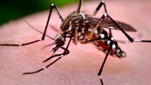 Resultado de imagen de dengue en bolivia