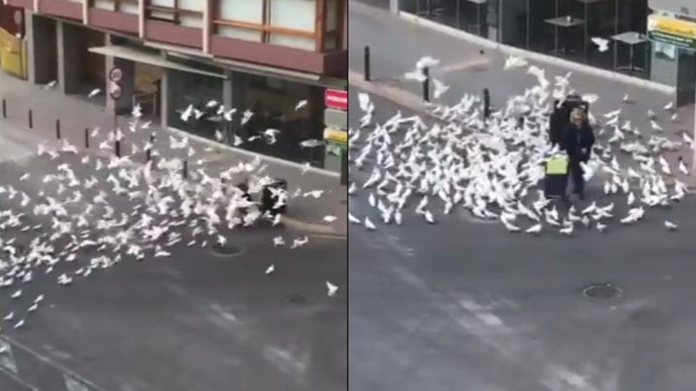 Vídeo: Las palomas están hambrientas debido al confinamiento de la población