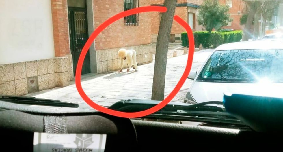 Hombre se disfraza de perro para evadir cuarentena en España. (Twitter)