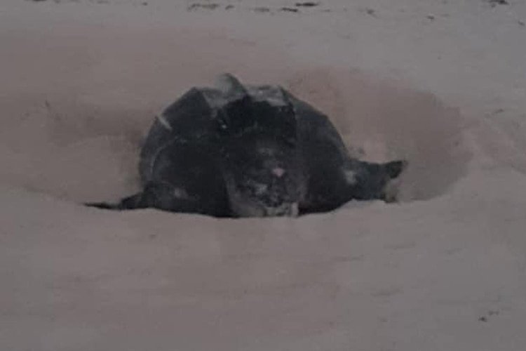 De acuerdo con la dirección municipal de Ecología, la tortuga laúd de 2,15 metros de largo y 1,4 de ancho, depositó 112 huevos frente a la playa del hotel Grand Oasis, en la zona hotelera de Cancún. (Foto: Twitter)