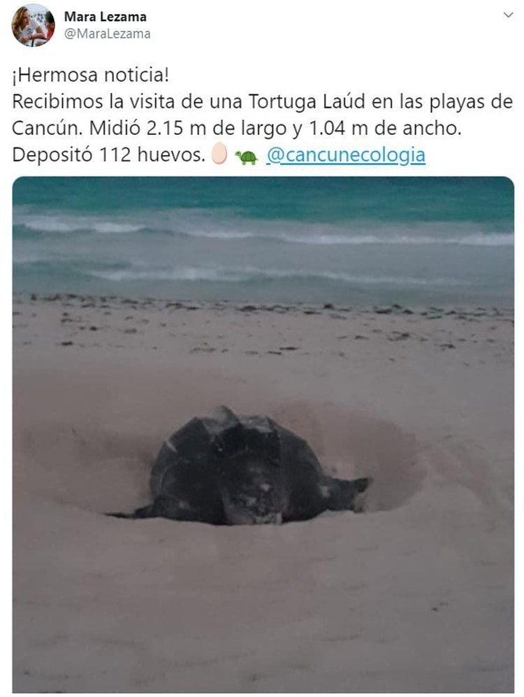 Arellano indicó que se puede esperar una importante recuperación ambiental en el estado al no haber mucha quema de combustible fósil desde los aviones hasta el tráfico vehicular.