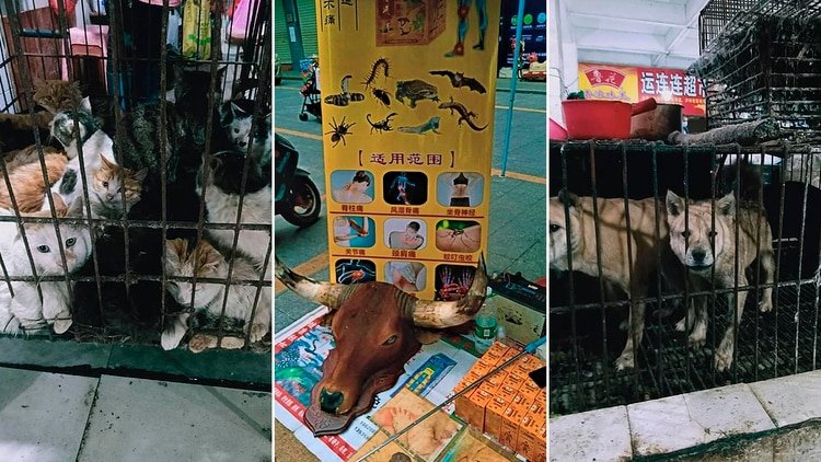 Los mercados chinos siguen vendiendo murciélagos y sacrificando animales exóticos (Gentileza The Daily Mail)