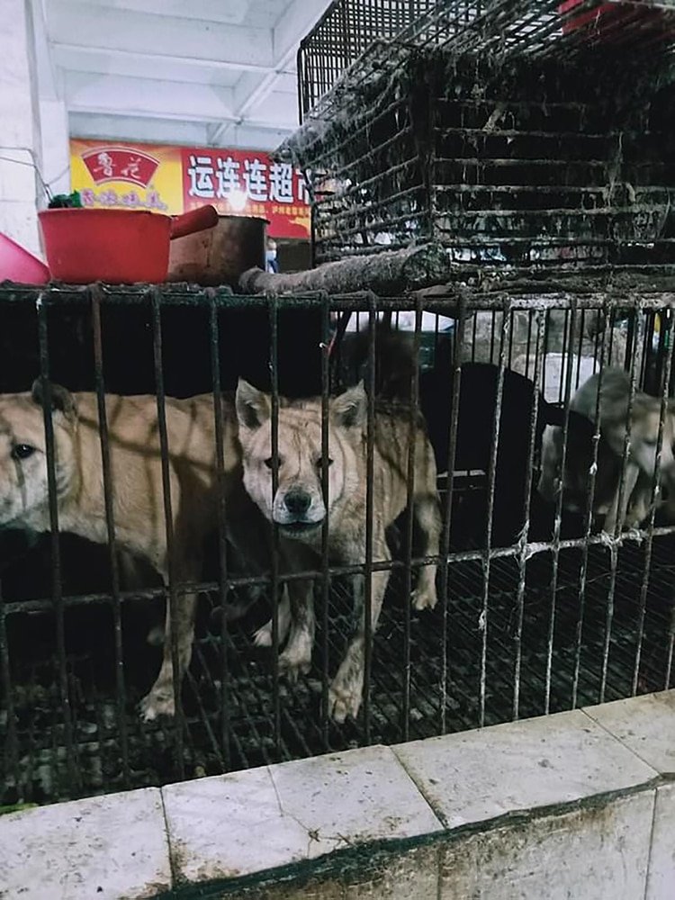 Perros y conejos son sacrificados y vendidos en un mercado de carne en Guilin, suroeste de China, el sábado 28 de marzo de 2020 a pesar de la preocupación por la infección en este tipo de mercado. (Gentileza The Daily Mail)