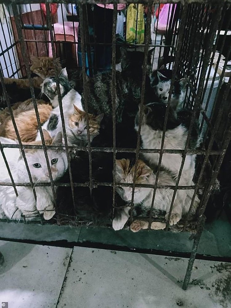Gatos que esperan ser sacrificados en un mercado de Guilin, al suroeste de China. (Gentileza The Daily Mail)