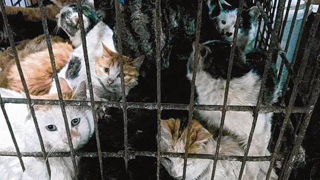 Terrible. Gatos en la ciudad de Guilin