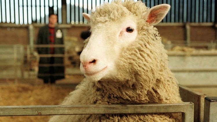 La clonación de la oveja Dolly inspiró un nuevo tratamiento contra el coronavirus