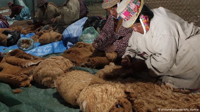 Bolivien Vikunja-Tiere (picture-alliance/AP/J. Karita)