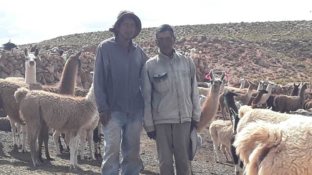 Crispín Quispe (d), junto a su hijo Ludger y sus llamas, en el campo. FAMILIA QUISPE