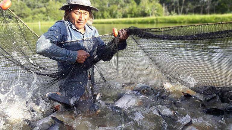Criaderos de peces en Chapare. | Los Tiempos