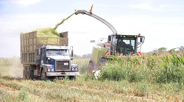 Cosecha de maíz. | Foto ilustrativa | APG