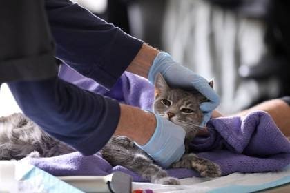 Imagen de archivo de una veterinaria examinando a una gata en medio de protocolos de seguridad por el coronavirus (REUTERS/Caitlin Ochs)