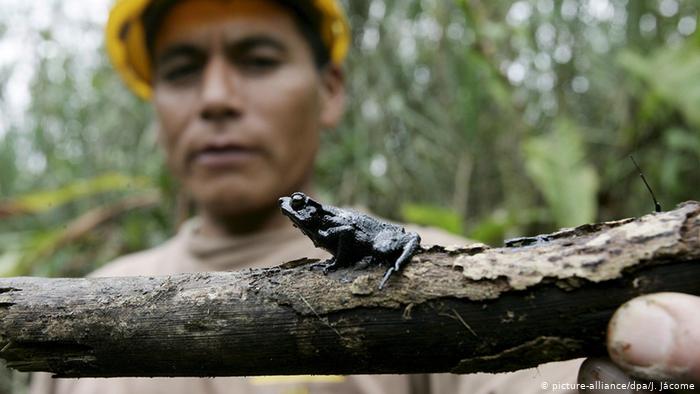 “El hecho de poner un valor monetario a la destrucción del ambiente hace que se vuelva una mercancía más, sin que los daños se remedien, tanto medioambientalmente como socialmente”, asegura Pablo Ramírez de Greenpeace México. 