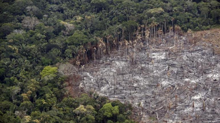 FAO: El Mundo Perdió 178 Millones De Hectáreas De Bosque En Tres ...