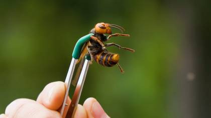 Es un caso similar a lo que sucedió hace años en México con la invasión de abejas africanas.