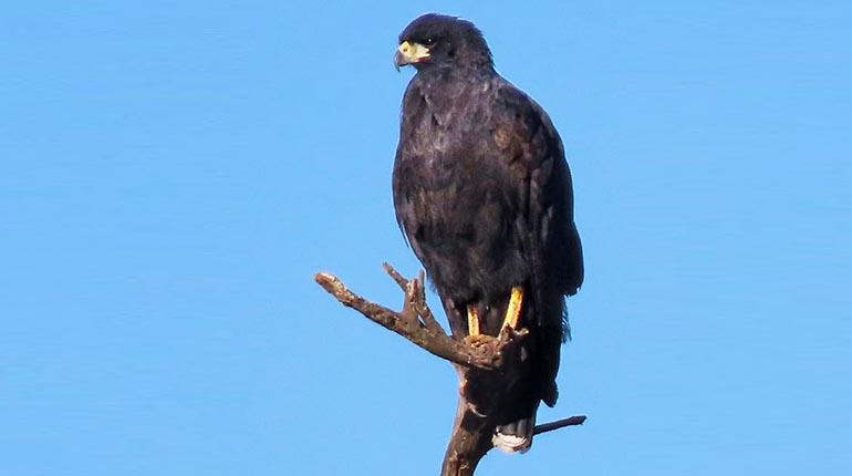 Descanso.Gavilán negro en la rama de un árbol. | César Pizarro
