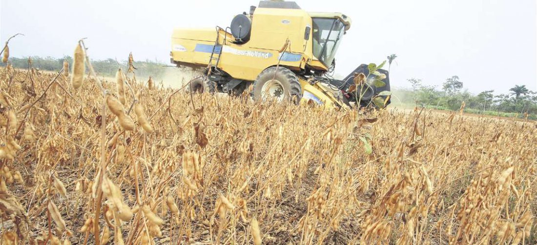 La cosecha de soya comienza de forma extendida la próxima semana en todo el departamento.
