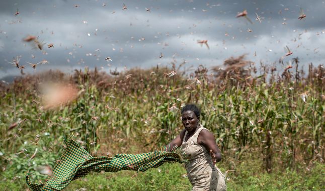 La plaga de langostas amenaza los cultivos a gran escala e impacta la seguridad alimentaria. Foto: Difusión.