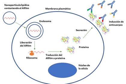 Representación esquemática de la expresión de antígenos mediante vacunas de ARNm.