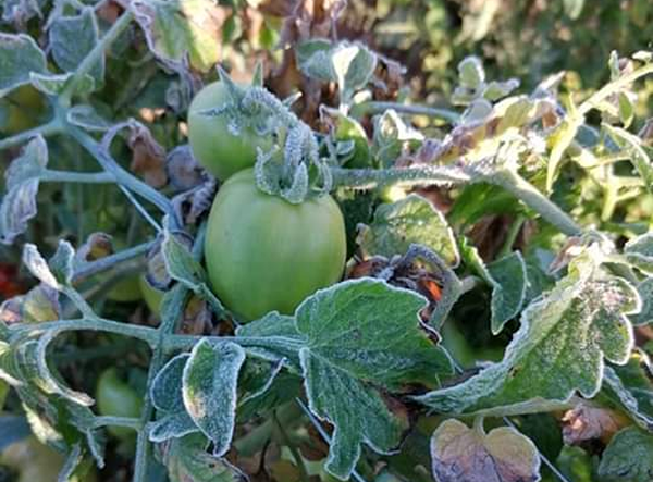 Las temperaturas bajaron hasta cero grado en los valles cruceño 