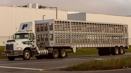 Una camioneta que transporta cerdos pasa por la planta de Smithfield Foods en Tar Heel, Carolina del Norte, el 22 de mayo de 2020. (Jeremy M. Lange/The New York Times)