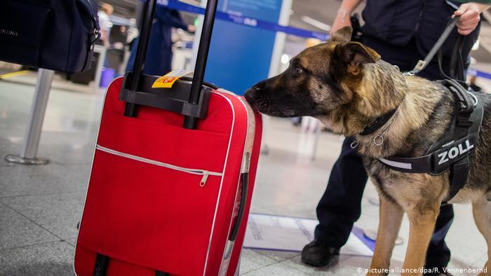 Perros detectan ya olores específicos en los aeropuertos alemanes Perros detectan ya olores específicos en los aeropuertos alemanes