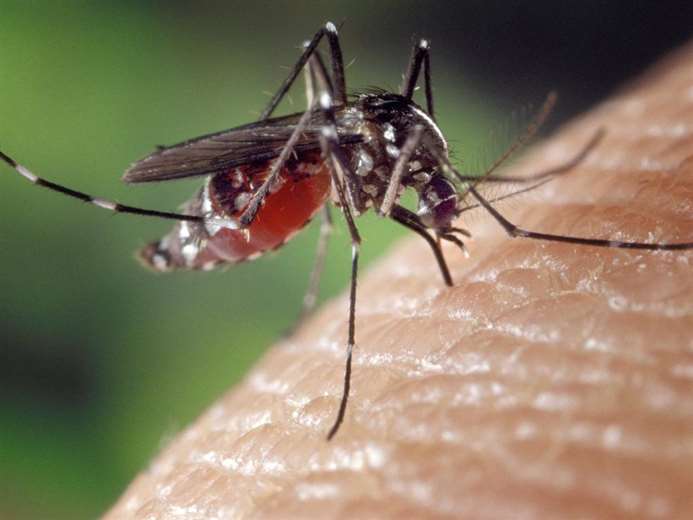 El mosquito flebótomo es el transmisor