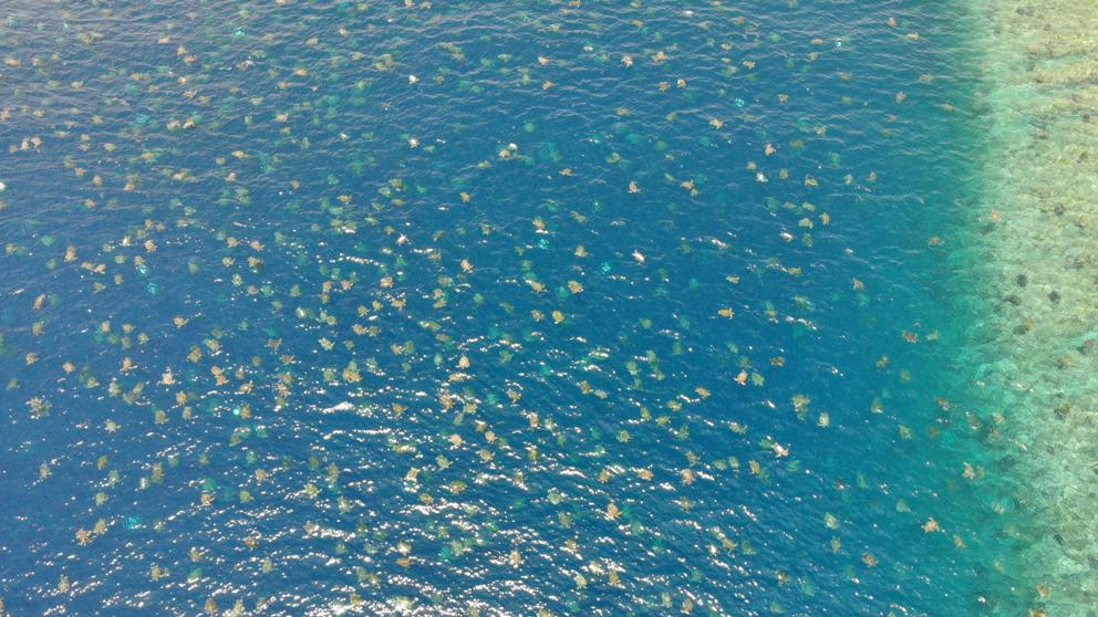 Un dron capta imágenes espectaculares de decenas de miles de tortugas marinas en la Gran Barrera de Coral