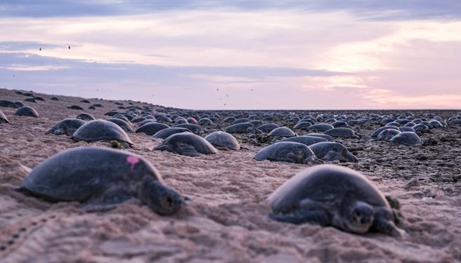 Raine Island es la mayor colonia de tortugas verdes del mundo, una especie catalogada como en peligro de extinción por las amenazas que debe enfrentar.