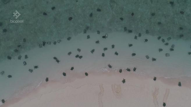Los drones han permitido a los científicos poder hacer un mejor recuento de esta población de tortugas.