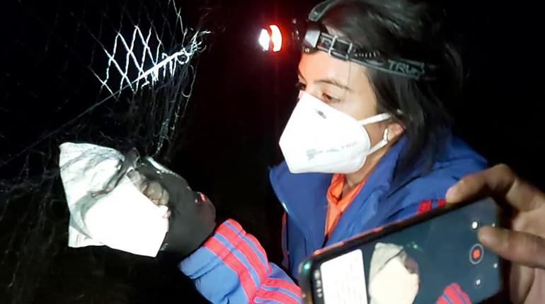 Una de las integrantes del Centro de Ecología del Instituto Experimental de Biología de la USFX con un ejemplar de murciélago. | Publicaciones USFX