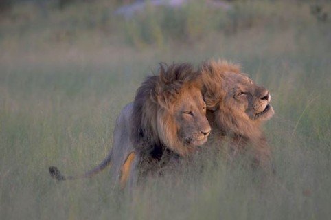 Sacrifican a dos leones en Chile para frenar intento de suicidio – 