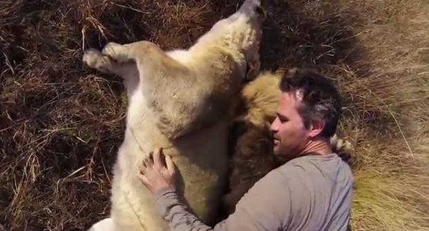 El hombre que vive entre leones como si fueran mascotas (Video) – 