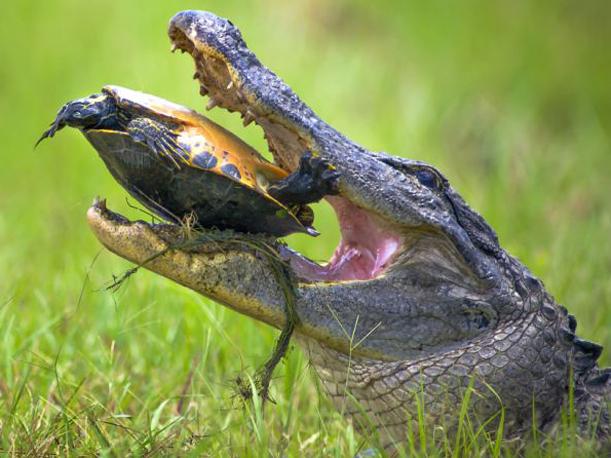 Tortuga y su caparazón enfrentan terrible ataque de un cocodrilo – 
