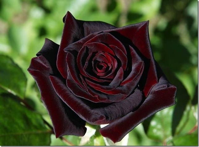 Las increíbles rosas negras que crecen en Turquía – 
