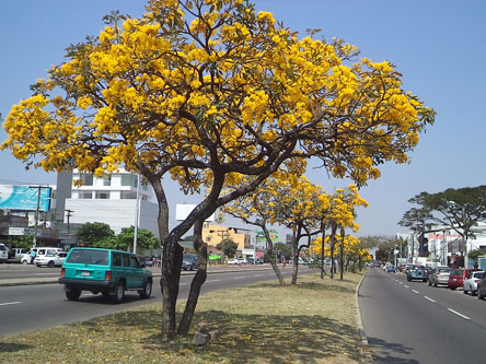 Calles y avenidas de Santa Cruz se convierten en paseos florales – eju.tv