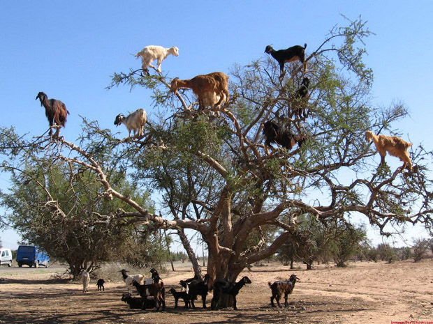 Cabras que suben árboles? ¡Te las tenemos y viven en Marruecos! – eju.tv