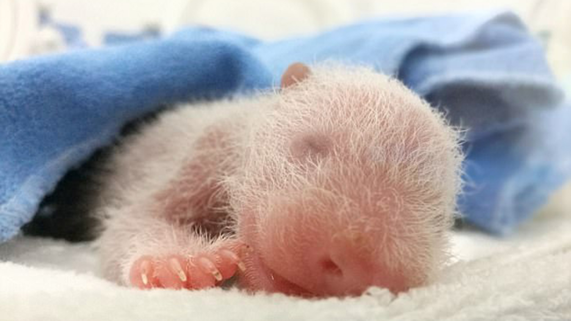 ¡Bienvenidos! China celebra el nacimiento de tres pandas bebés – eju.tv