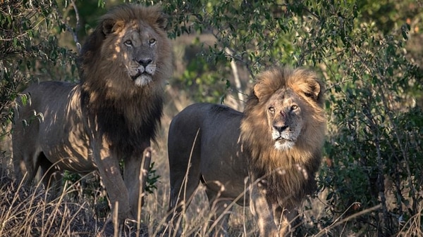 Devorado por la presa: leones salvajes mataron a un cazador que se había  infiltrado en una reserva en Sudáfrica – 